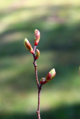 Tilia japonica - lípa japonská - jarní pučení